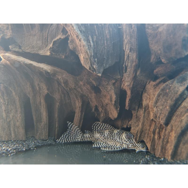 L260-Queen-Arabesque-Pleco – Tropical Fish Company