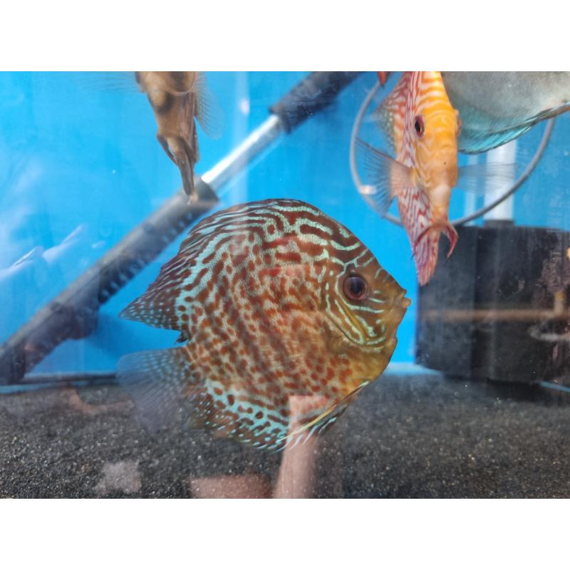 Leopard-Snake-Skin-Discus – Tropical Fish Company