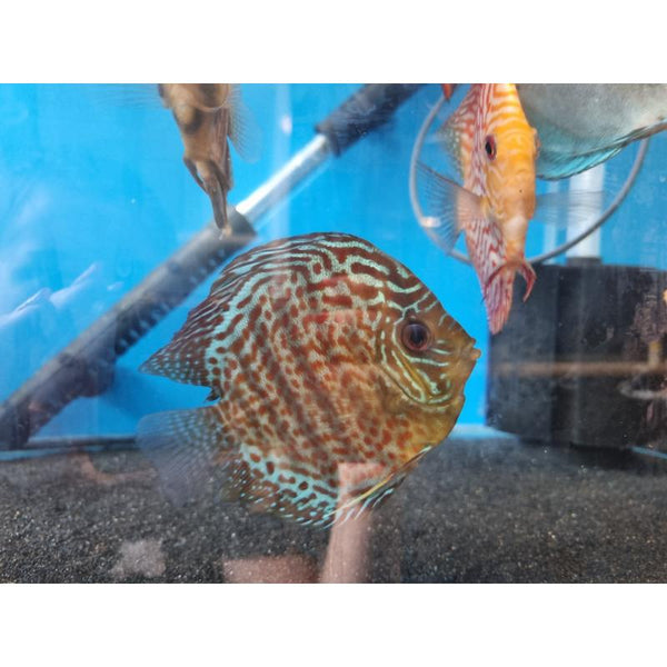 Leopard-Snake-Skin-Discus – Tropical Fish Company