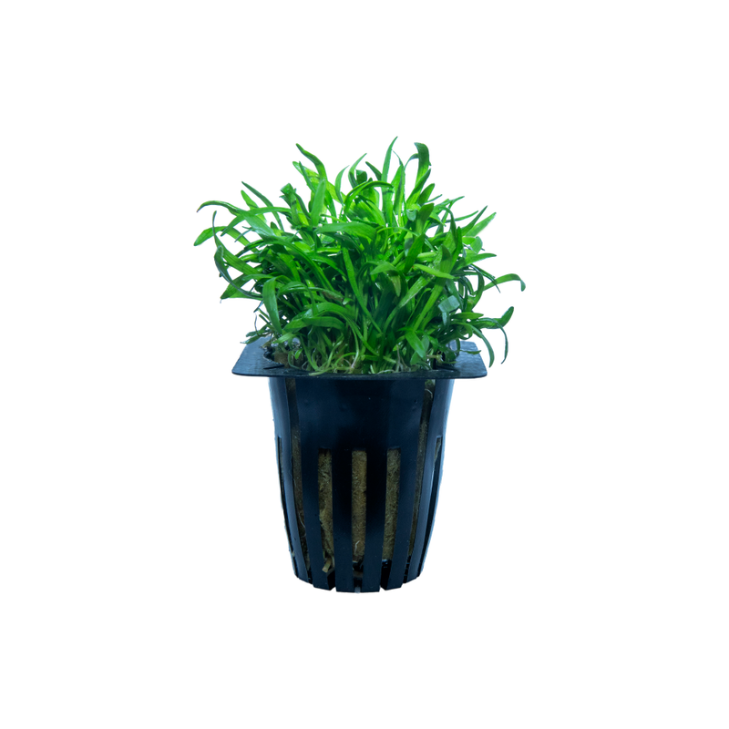 Lilaeopsis Zelandia - Potted