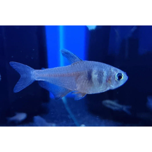 Flame Tetra