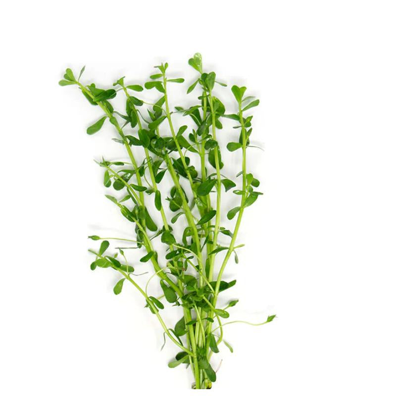 Moneywort - Bunched