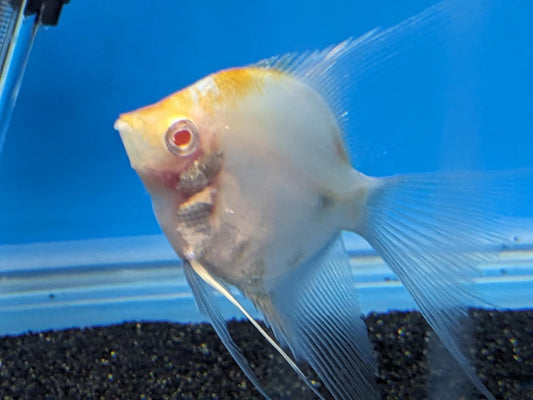 Moon Albino Angelfish