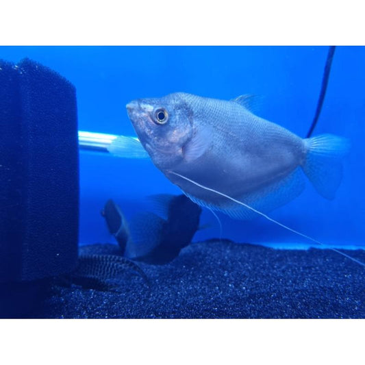 Moonlight Gourami