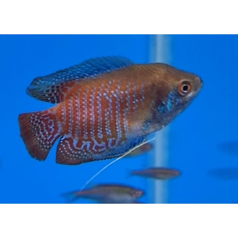 Neon Dwarf Gourami