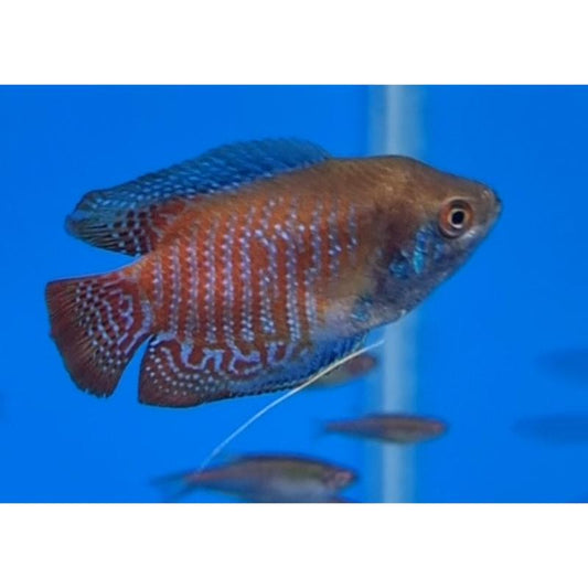 Neon Dwarf Gourami