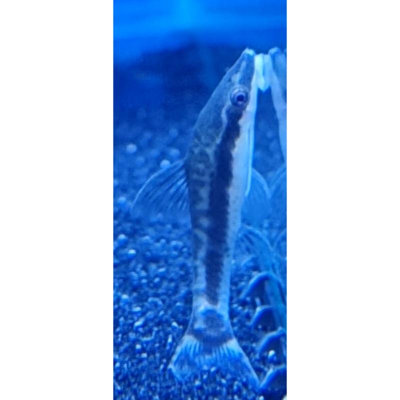 Otocinclus Catfish – Tropical Fish Company