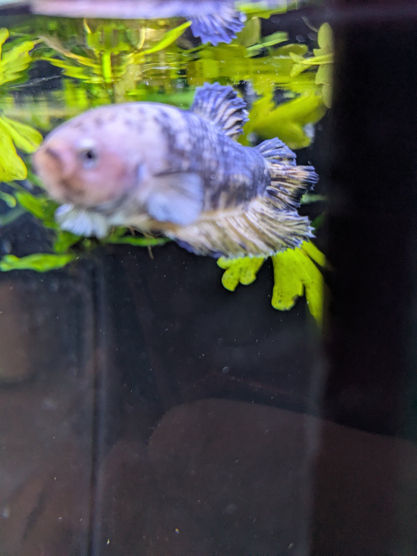 HMPK Yellow Koi Betta