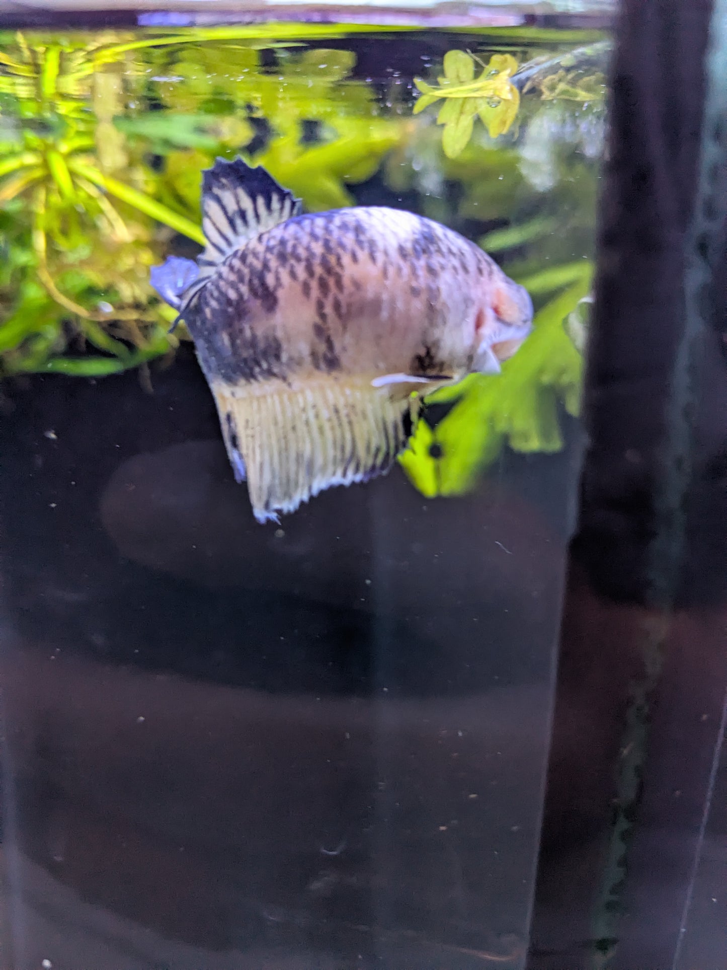 HMPK Yellow Koi Betta