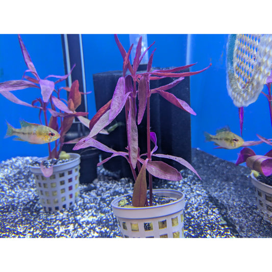 Beetroot Rubra