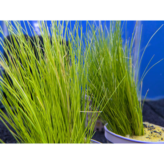 Hair Grass
