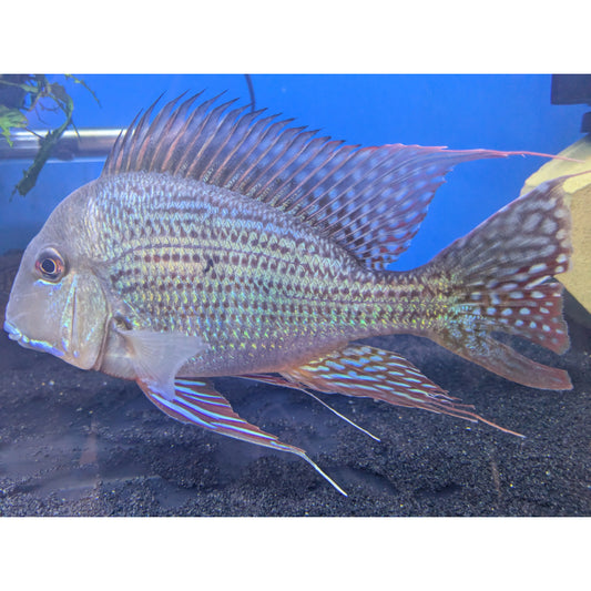 Geophagus Altifrons