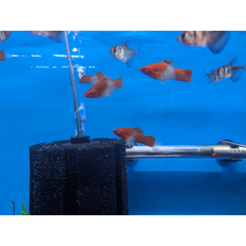 Kohaku Swordtail