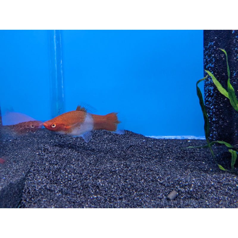 Kohaku Swordtail