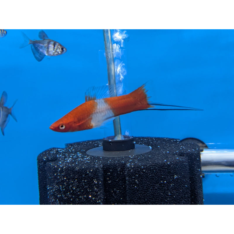 Kohaku Swordtail
