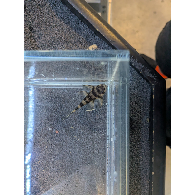 L168 Butterfly Pleco