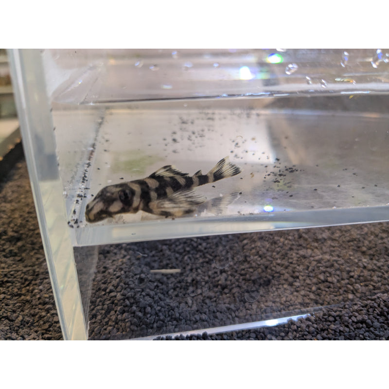 L168 Butterfly Pleco