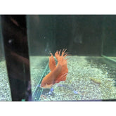 Bettas – Tropical Fish Company