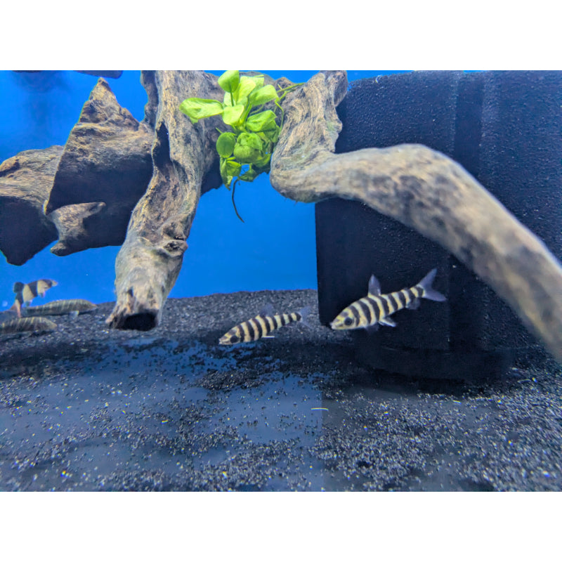 Black Banded Leporinus