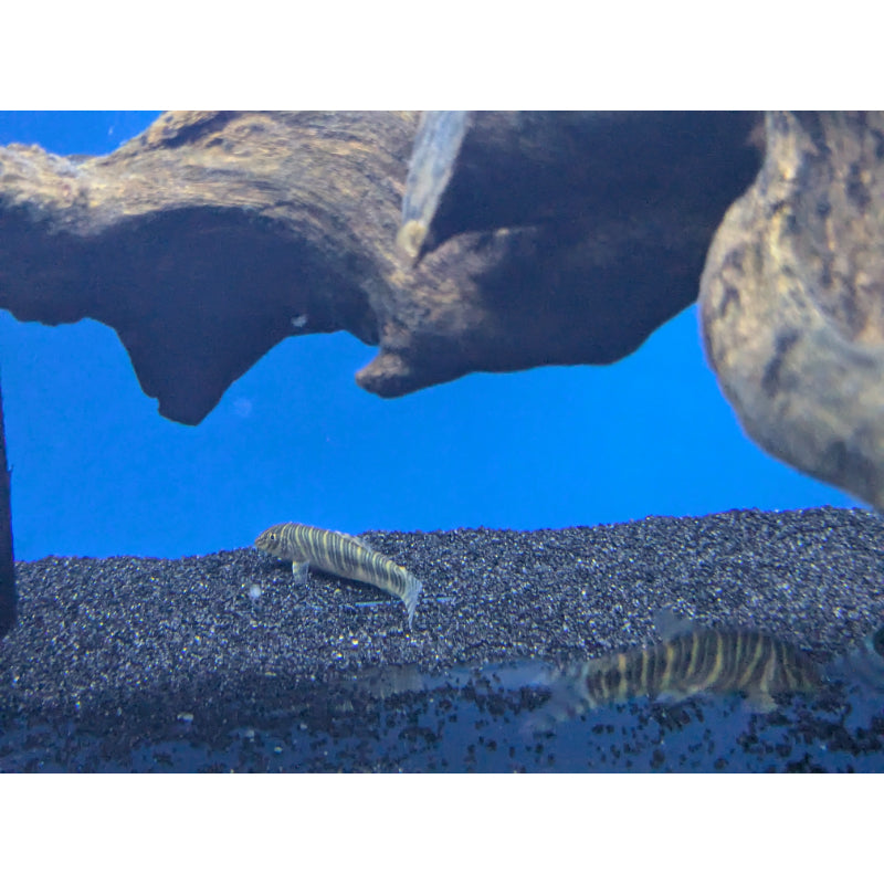 Zebra Loach Striata
