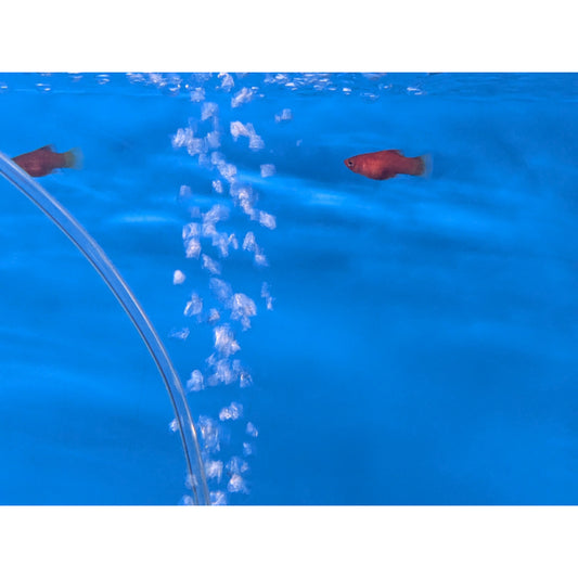 Red Coral Platy