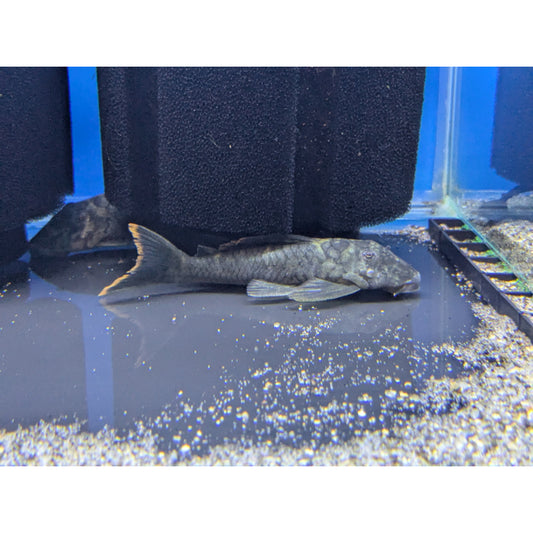 L106 Spotted Orange Seam Pleco