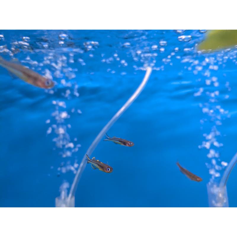 Forktail Rainbowfish