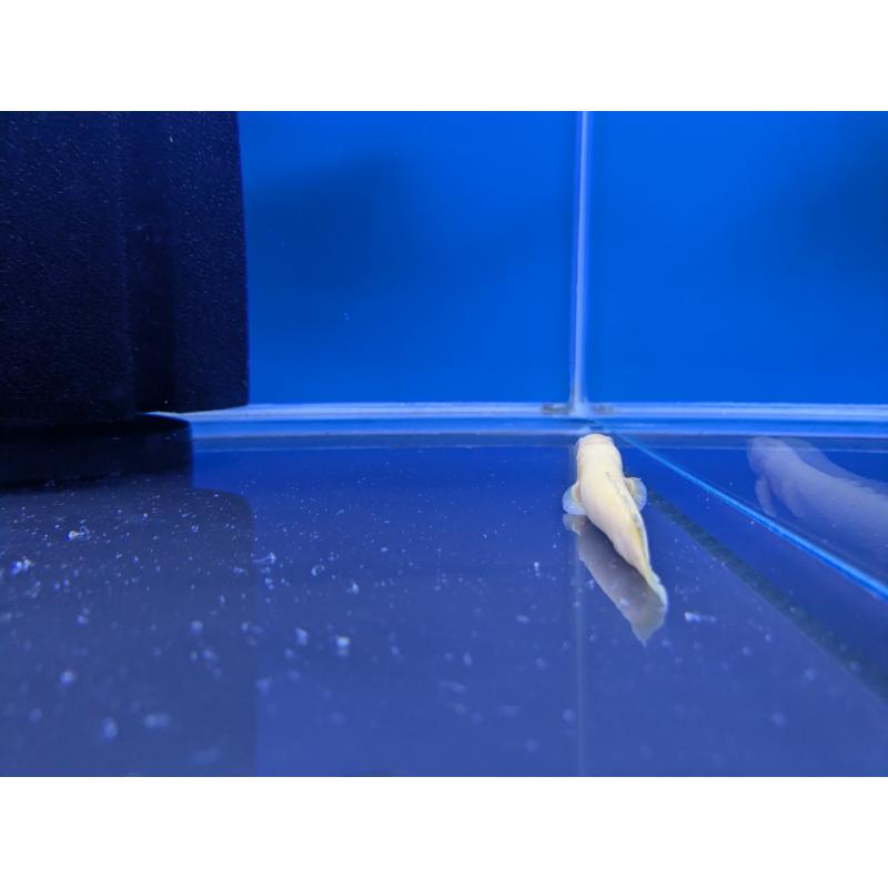 Albino Polyterus Senegalus