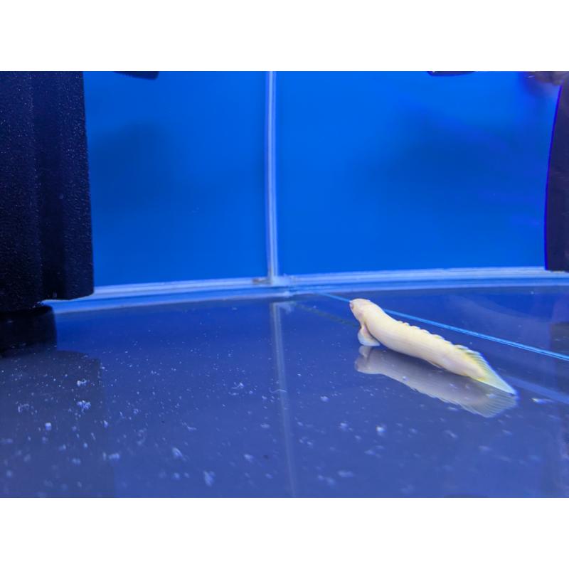 Albino Polyterus Senegalus