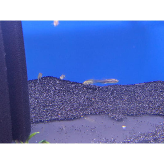 Rasbora Sawbwa