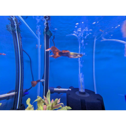 Assorted Guppy - Male