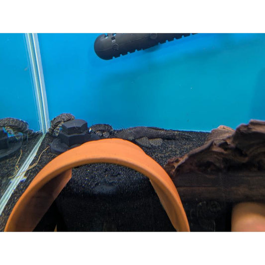 Large Common Bristlenose