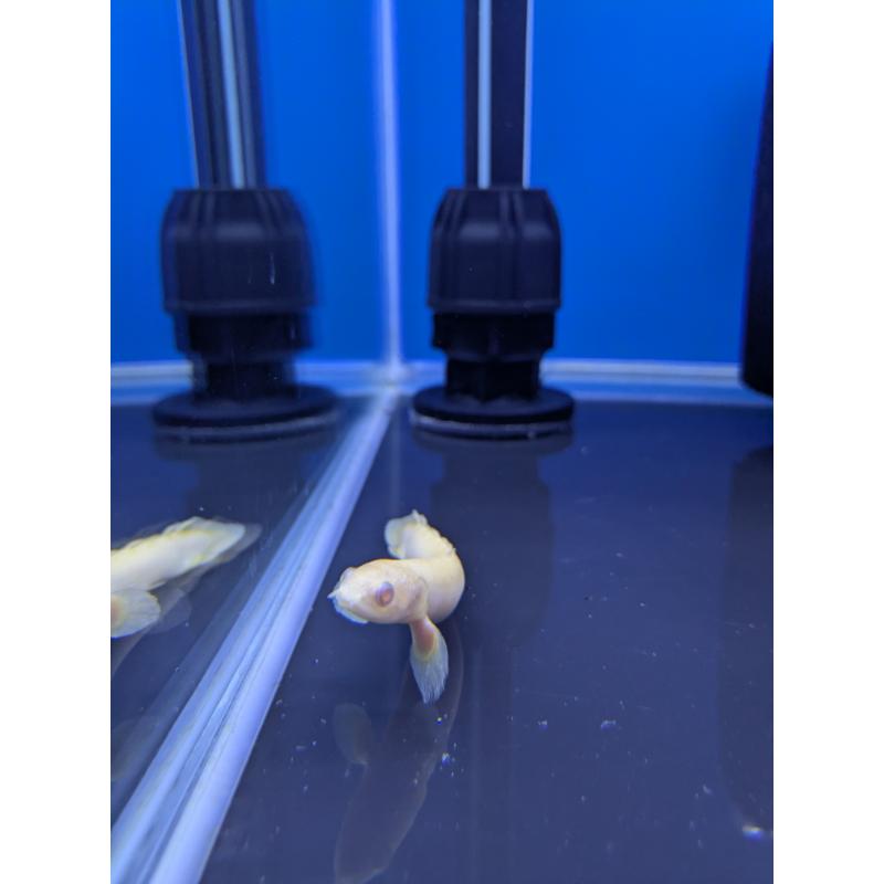 Albino Polyterus Senegalus