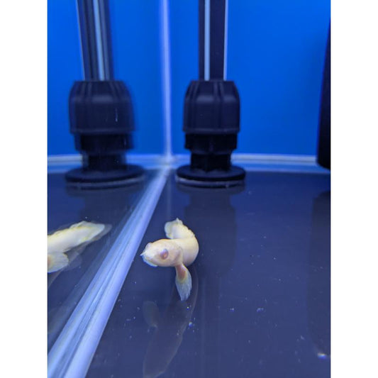 Albino Polyterus Senegalus