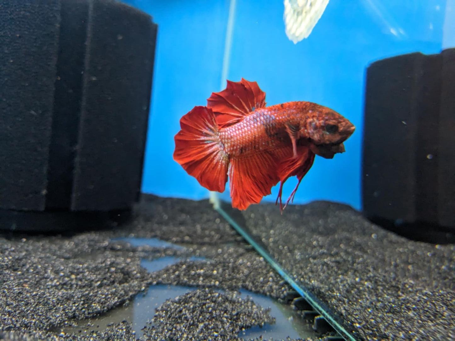 Plakat Betta