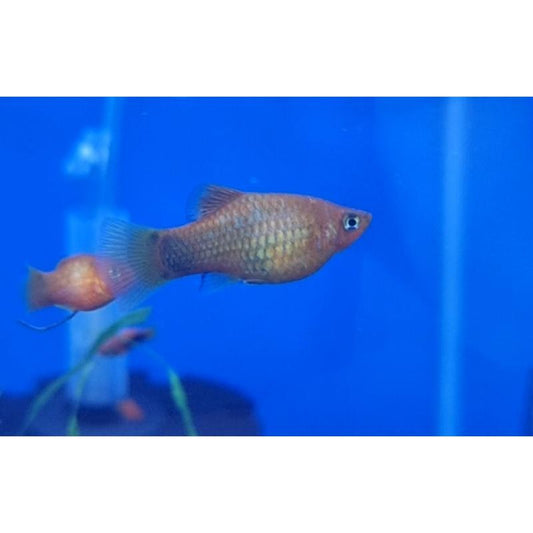Platy