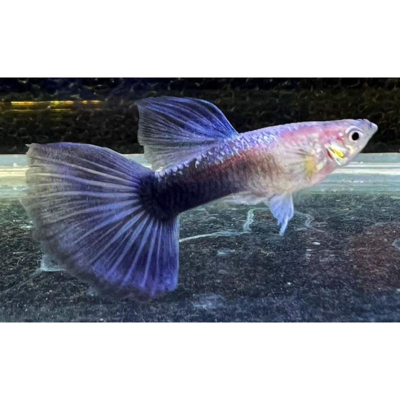 Fancy Guppy - Purple Japan Blue Tuxedo (PAIR)