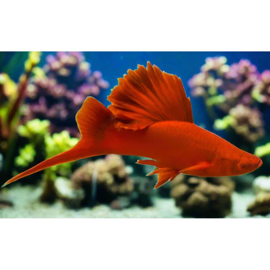 RREA Super Red High Fin Swordtail