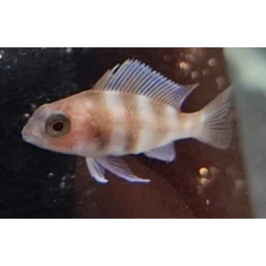 Red Frontosa Cichlid