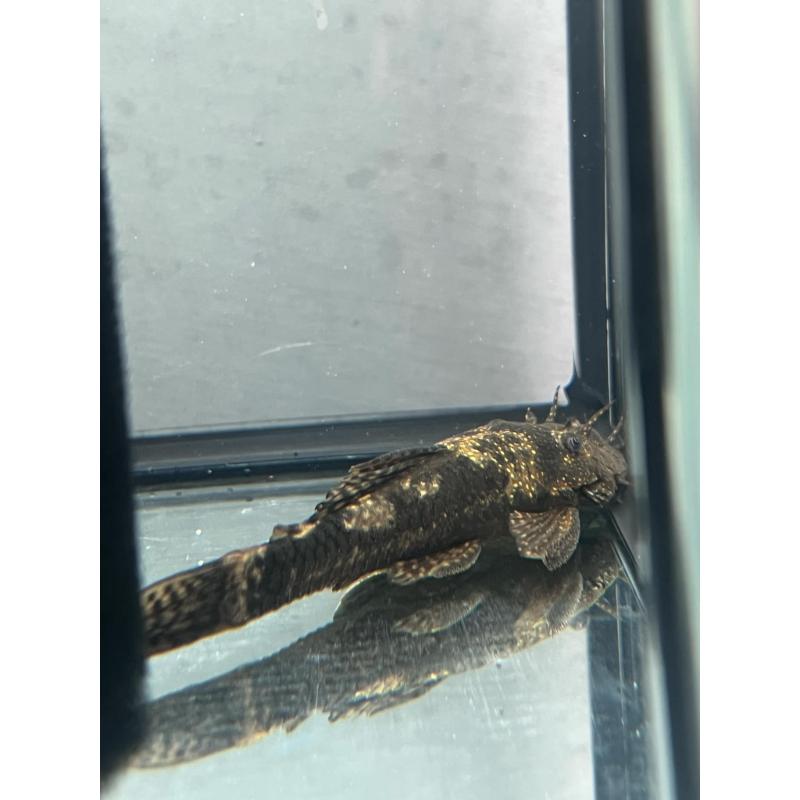 Red Jewel Bristlenose
