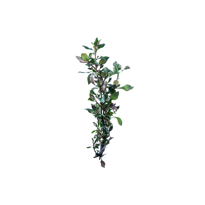 Red Ludwigia - Bunched