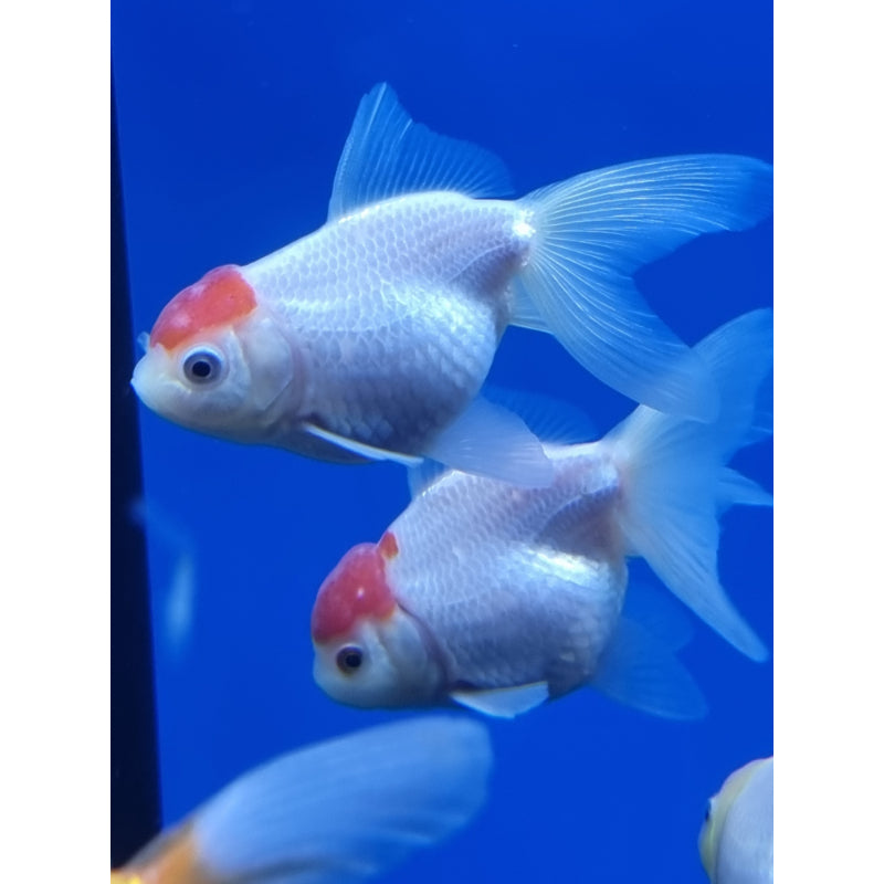 Randa Fish Red Cap Oranda – Tropical Fish Company