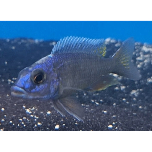 Red Fin Fryeri