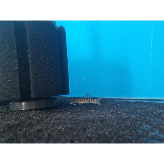 Redfin Tiger Loach