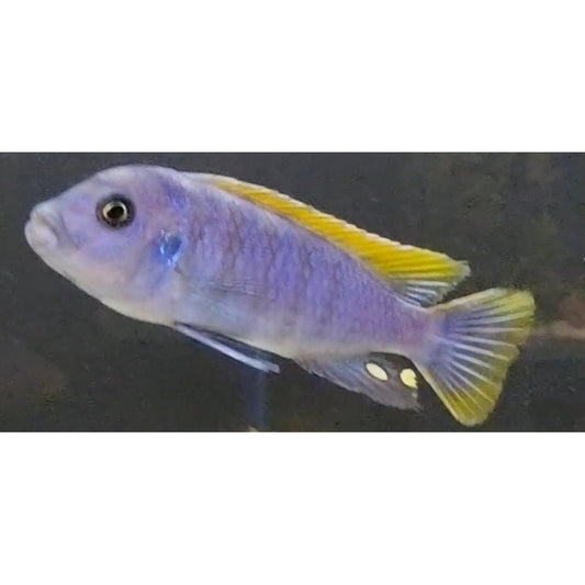 Red Top Likoma