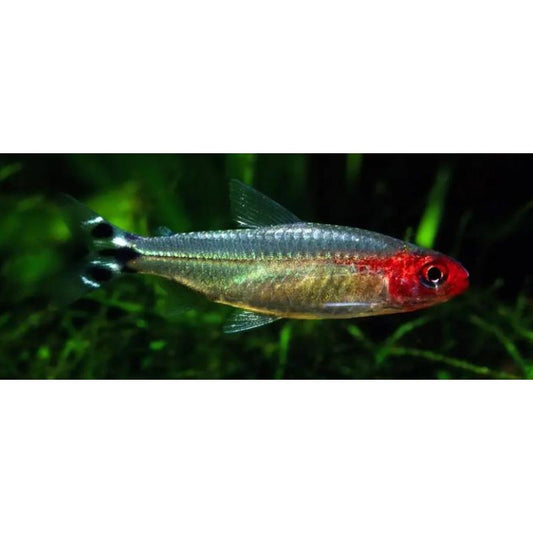 Rummy Nose Tetra