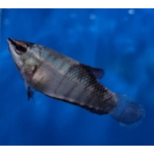Samurai Gourami