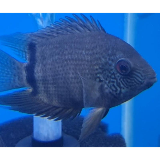 Banded Green Severum