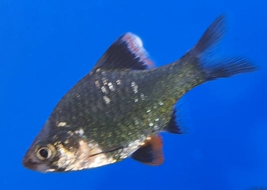 Green Tiger Barb