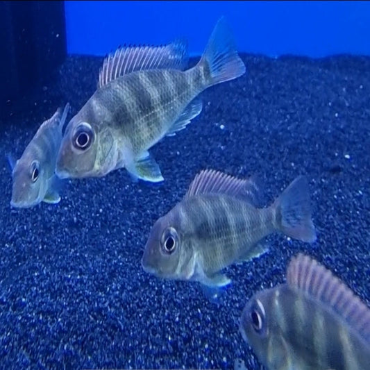 Geophagus Red Head Tapajos